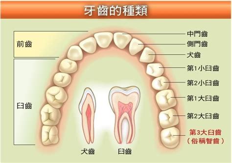 大牙位置|大臼齿